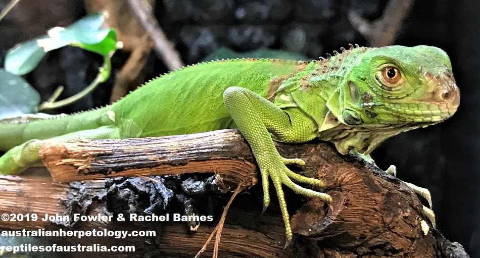 Green Iguana Iguana iguana